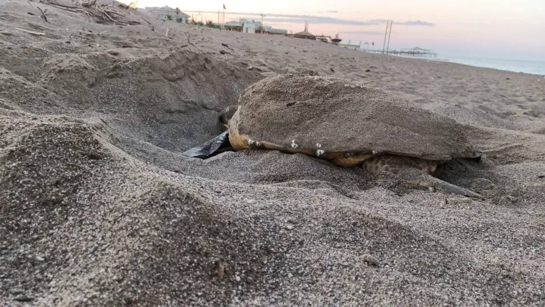 Antalya Sahillerinde 232 Bin Yavru Denizle Buluştu 4